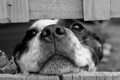 Últimos Avances en Tecnología para Perros
