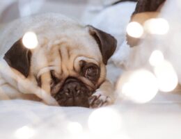 Aplicaciones móviles para entrenamiento canino