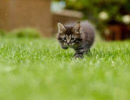 Gadgets para Reducir el Estrés y la Ansiedad de tu Mascota