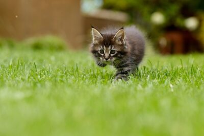 Gadgets para Reducir el Estrés y la Ansiedad de tu Mascota