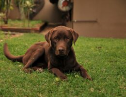 Tecnología de identificación por microchip para perros