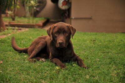 Tecnología de identificación por microchip para perros