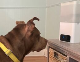 Cámaras de seguridad para vigilar a tu perro en casa: la guía definitiva para mantener a tu perro seguro