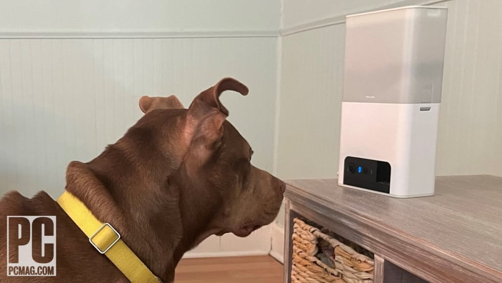 Cámaras de seguridad para vigilar a tu perro en casa: la guía definitiva para mantener a tu perro seguro