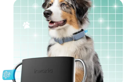 Collares GPS para mascotas: encuentre el ideal para su compañero