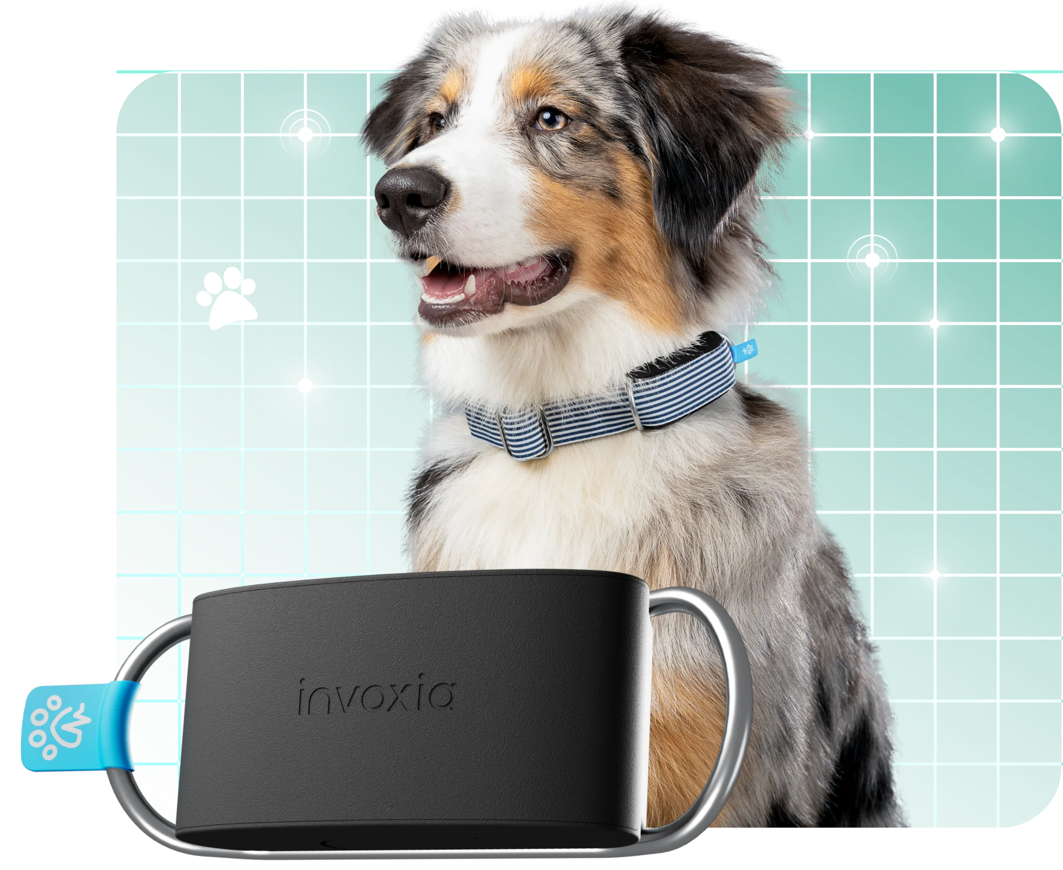 Collares GPS para mascotas: encuentre el ideal para su compañero