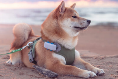Descubre las últimas tendencias tecnológicas para el cuidado de tu perro en 2023