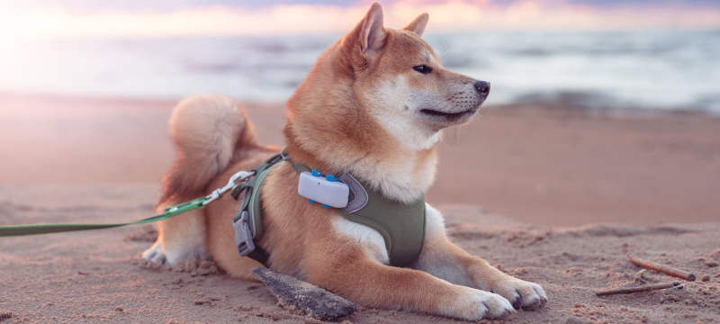 Descubre las últimas tendencias tecnológicas para el cuidado de tu perro en 2023