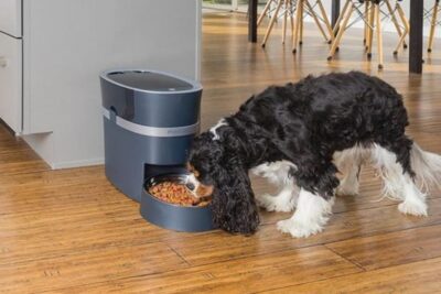 Descubra los 7 beneficios de los comederos inteligentes para perros que transformarán la dieta de su mascota