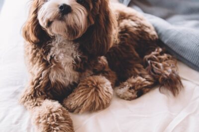 Consejos para Elegir Dispositivos Inteligentes para tu Perro