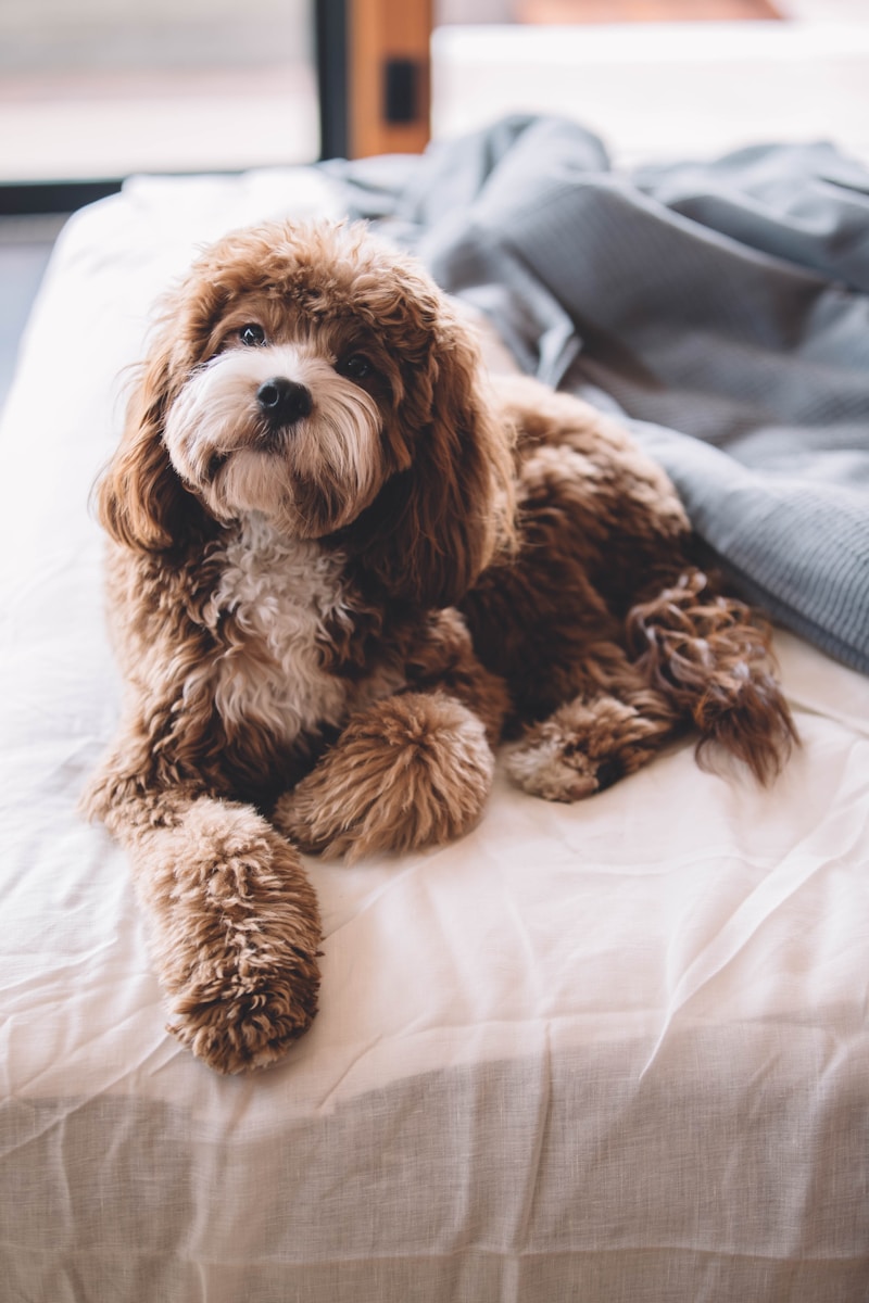 Consejos para Elegir Dispositivos Inteligentes para tu Perro