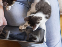 Las Mejores Apps Móviles para el Cuidado de Gatos: ¡Cuida a tu felino como nunca antes!