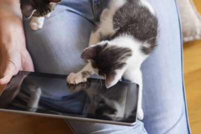 Las Mejores Apps Móviles para el Cuidado de Gatos: ¡Cuida a tu felino como nunca antes!