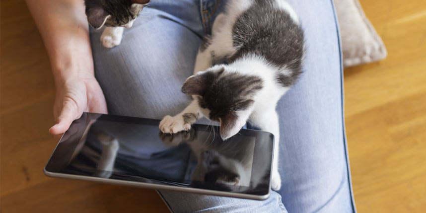 Las Mejores Apps Móviles para el Cuidado de Gatos: ¡Cuida a tu felino como nunca antes!