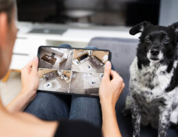 Los mejores dispositivos de seguimiento de la salud para perros: cuida a tu mejor amigo