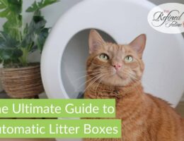 Mantenimiento de cajas de arena automáticas para gatos: guía completa para un uso eficiente