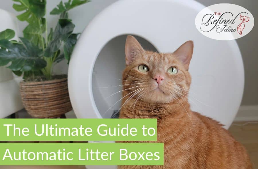 Mantenimiento de cajas de arena automáticas para gatos: guía completa para un uso eficiente