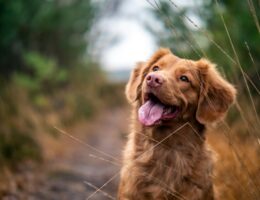 mejores marcas de bebederos automaticos para perros