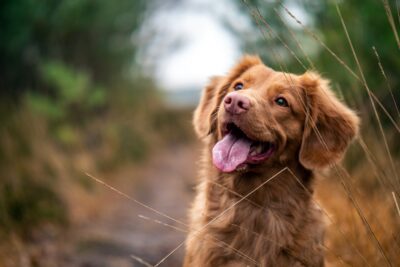 mejores marcas de bebederos automaticos para perros