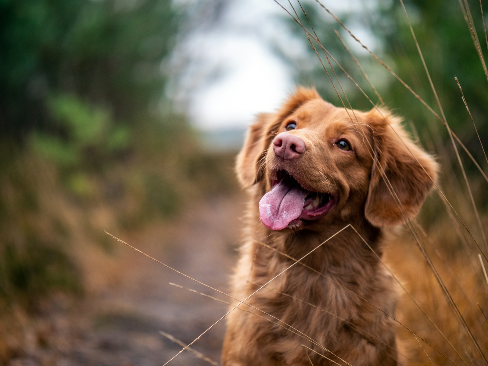 mejores marcas de bebederos automaticos para perros